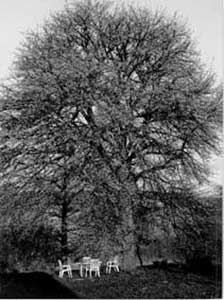 De Boom (Lente) van Nádas (2000-2001)